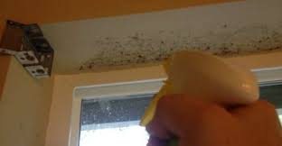 How To Remove Mold From Painted Walls And Ceiling Mold On Bathroom Ceiling Mold Remover Bathroom Ceiling