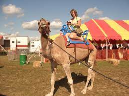 You can tell if a camel is about to spit: Special Exposure Wordless Wednesday Life With Andrew Cdls