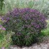 Image result for Vernonia praecox