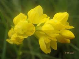 Image result for Schizochilus