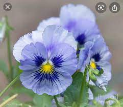 Pin On Flowers
