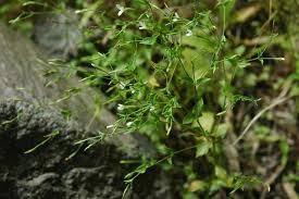 Image result for Canscora diffusa