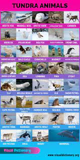 Tundra Animals Helpful List Of 40 Animals That Live In The Tundra Visual Dictionary In 2021 Visual Dictionary Animals Tundra