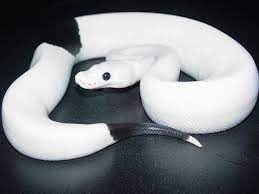 White Snake With Black Stripe On Floor Ball Python Morphs Snake Pet Snake