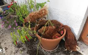 3 minutes a healthy and good smelling chicken needs to take a dust bath on a regular basis. What Is A Dust Bath Why Is It Important And How Do I Make One