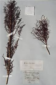 Image result for Suaeda sp. B