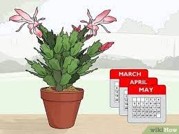 Repotting christmas cactus is usually only necessary every 2 to 3 years. 3 Easy Ways To Plant A Christmas Cactus Wikihow