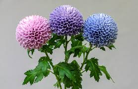 Check out our say it with flowers selection for the very best in unique or custom, handmade pieces from our shops. Meet The Blue Crew Scientists Trying To Give Food Flowers And More A Color Rarely Found In Nature Science Aaas