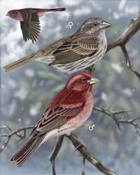 Black And White Bird With Red Throat Ohio Purple Finch One Of These Pretty Little Birds Visited Our Back Yard Feeder Today Whatbird Com Finches Bird Backyard Birds Watching Backyard Birds