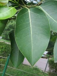 Image result for Ficus virens