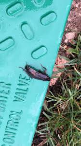 C`est pourquoi , en rentrant de l`ecole , elle aime mieux faire du velo dans le jardin. Cafard Dans Mon Jardin Peuvent Ils Rentrer Chez Moi