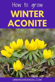 How To Grow Winter Aconite Flowers Urban Garden Gal Winter Flowers Garden Long Blooming Perennials Winter Flowers