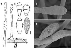 Image result for Lindackeria bukobensis