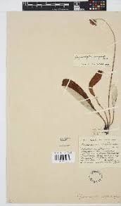 Image result for Haplocarpha scaposa