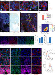 Check spelling or type a new query. Hsf1 Phase Transition Mediates Stress Adaptation And Cell Fate Decisions Nature Cell Biology