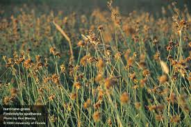 Image result for Fimbristylis madagascariensis