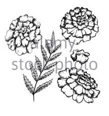 Vector ilration isolated marigold flower in black and white. Sketch Contour Of Hand Drawing Daisy Flower Bouquet With Several Ramifications Stock Vector Image Art Alamy