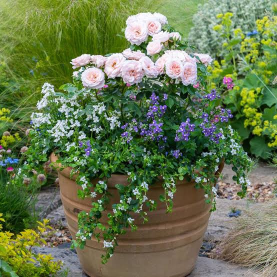 How to Plant Flowers? Step by Step