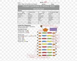 Worksheet will open in a new window. Messenger Rna Protein Biosynthesis Amino Acid Worksheet Png 500x647px Rna Acid Amino Acid Area Biology Download