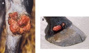 Check spelling or type a new query. Treatment Of Exuberant Granulation Tissue Sciencedirect