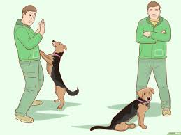 How to Stop Your Dog from Jumping on Guests: A Training Guide