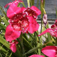 Image result for Pavonia rogersii