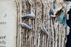 Devices are equipped with advanced and modernized features that improvise superior technologies to repel these pests from entering your houses or any other properties. How To Get Rid Of Silverfish 4 Easy Steps
