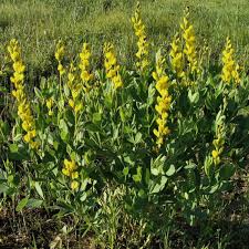 Image result for Rhynchosia micrantha