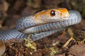 Top 10 Most Dangerous Snakes Around The World Snake Venom Snake Poisonous Snakes