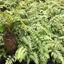 Image result for Athyrium schimperi