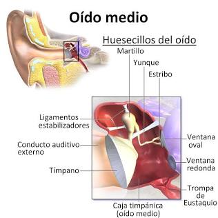 Anatomía del oído medio y la Trompa de Eustaquio, generada por IA