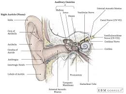 The sound transferring unit of the ear (outer. Anatomy Ear Outer Middle Inner