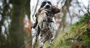 Image result for auvergneský ohař