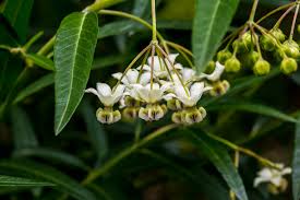 Image result for Rhynchosia galpinii