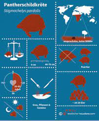 Die pantherschildkröte stigmochelys pardalis ntv verlag. Pantherschildkrote Haltung Pantherschildkrote Kaufen