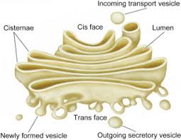 The role and function of the plasma membrane; Golgi Apparatus An Overview Sciencedirect Topics
