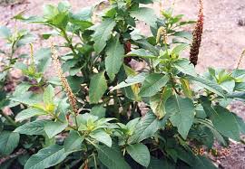 Image result for Phytolacca dodecandra