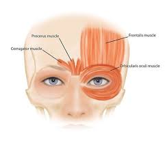 The Botox Brow Lift Myth Kavali Plastic Surgery And Skin Renewal Center In 2020 Botox Brow Lift Brow Lift Botox