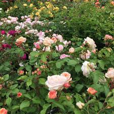 We did not find results for: My Favorite Roses Seattle S Favorite Garden Store Since 1924 Swansons Nursery
