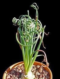 Image result for Albuca