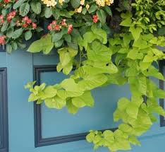 Image result for Ipomoea albivenia