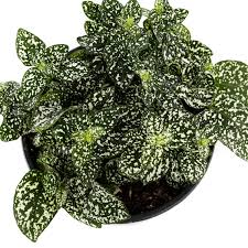 Image result for Hypoestes