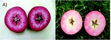 نتیجه جستجوی لغت [fleshed] در گوگل