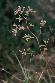 Image result for Boerhavia repens