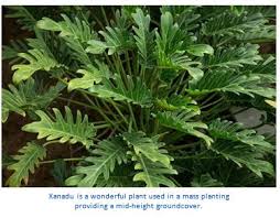 Thread in the philodendrons, elephant ears, and other aroids forum forum by john2468: Xanadu I Planted Roots In Mexico Manzanillo Sun