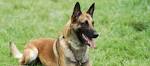 PuppyFind | Belgian Malinois Puppies for Sale