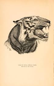 Taxidermy And Zoological Collecting Biodiversity Heritage Library Tiger Illustration Vintage Illustration Art Animal Drawings