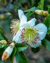 Image result for Cunoniaceae