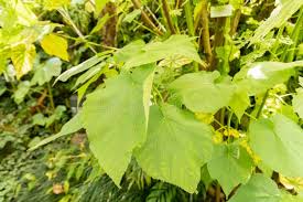 Image result for Sparrmannia