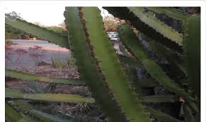 Image result for Euphorbia confinalis